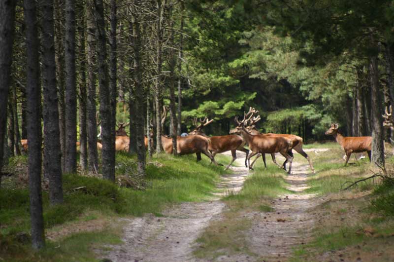 Dänemarks schönste Wanderstrecke