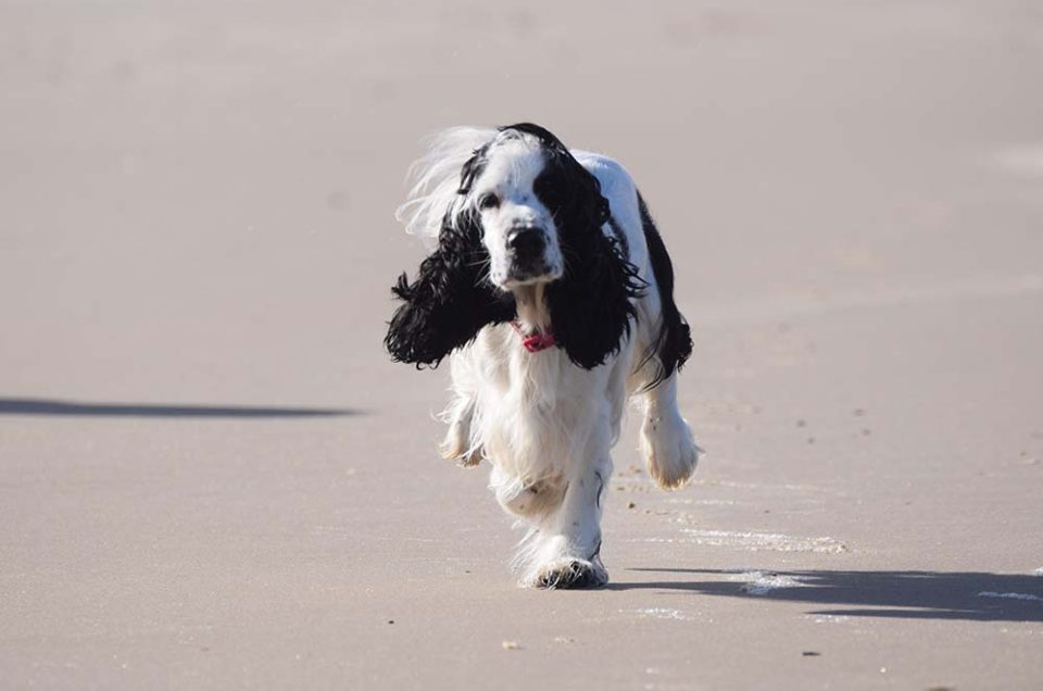 Vorsorgemaßnahmen bei Reisen mit Hund